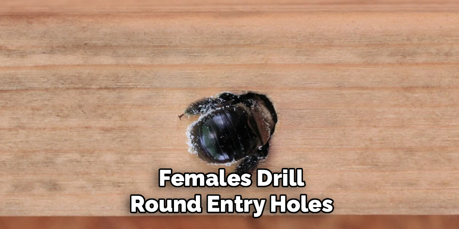 Females Drill
Round Entry Holes