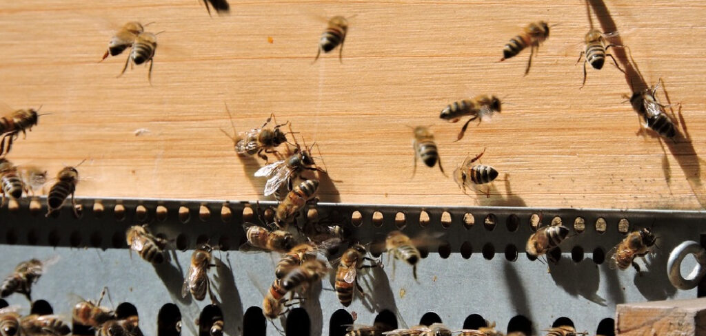 How to Stop Carpenter Bees from Boring into Wood