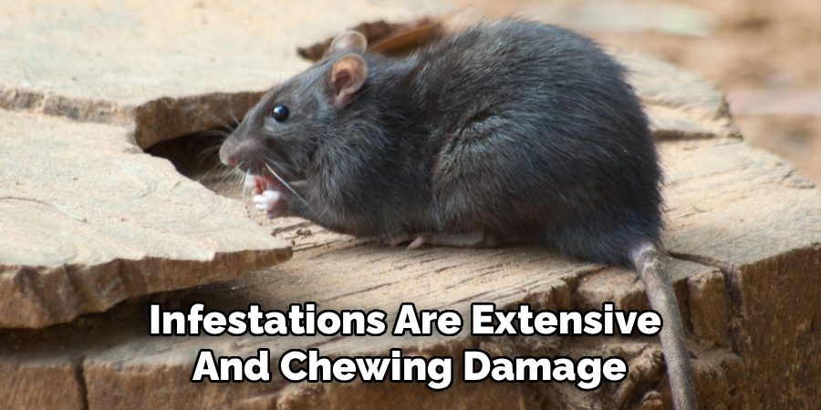 Infestations Are Extensive
And Chewing Damage